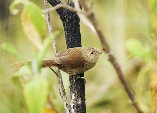 Image of Itatiaia Spinetail