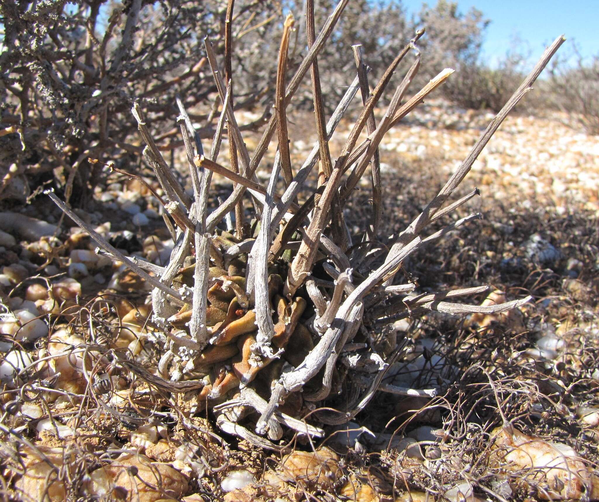 Image of Euphorbia fasciculata Thunb.