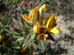 Imagem de Pultenaea trinervis J. M. Black