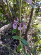 Imagem de Stachys grandidentata Lindl.