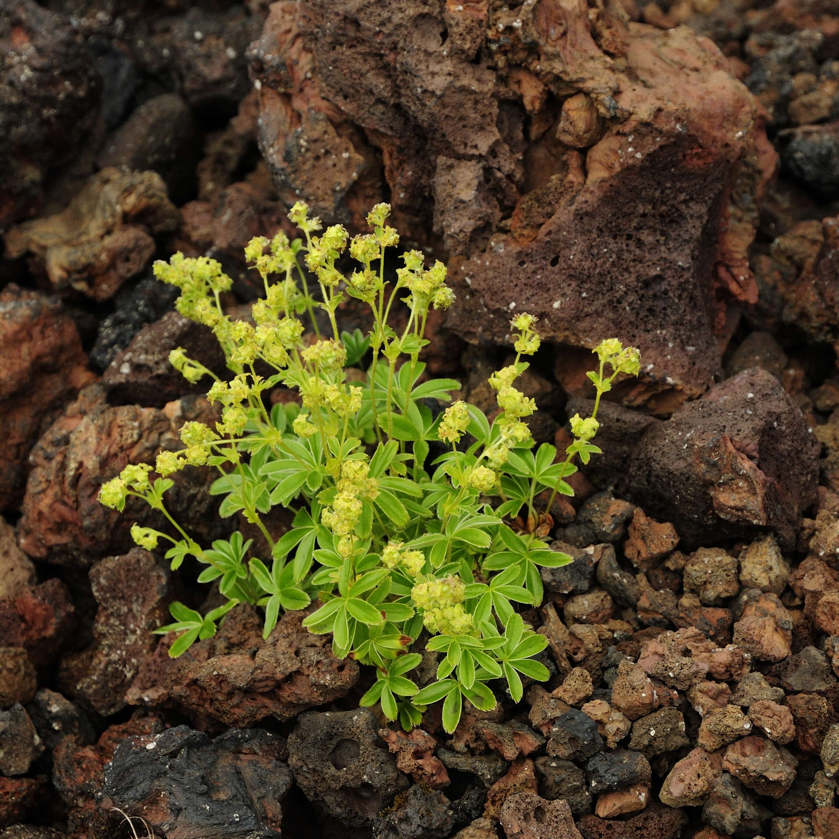 Image of Alpine Lady's-mantle