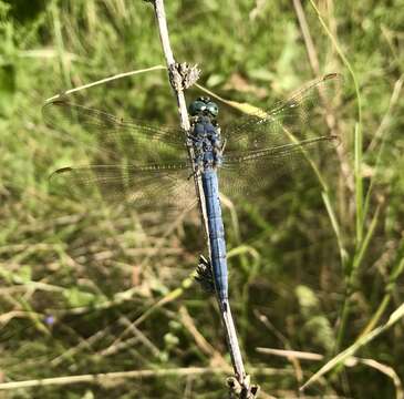 Image of <i>Orthetrum coerulescens anceps</i> (Schneider 1845)