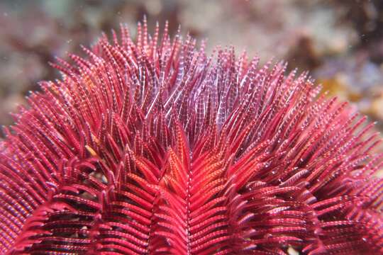 Image of Ptilometridae AH Clark 1914