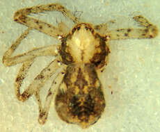 Image of Philodromus californicus Keyserling 1884