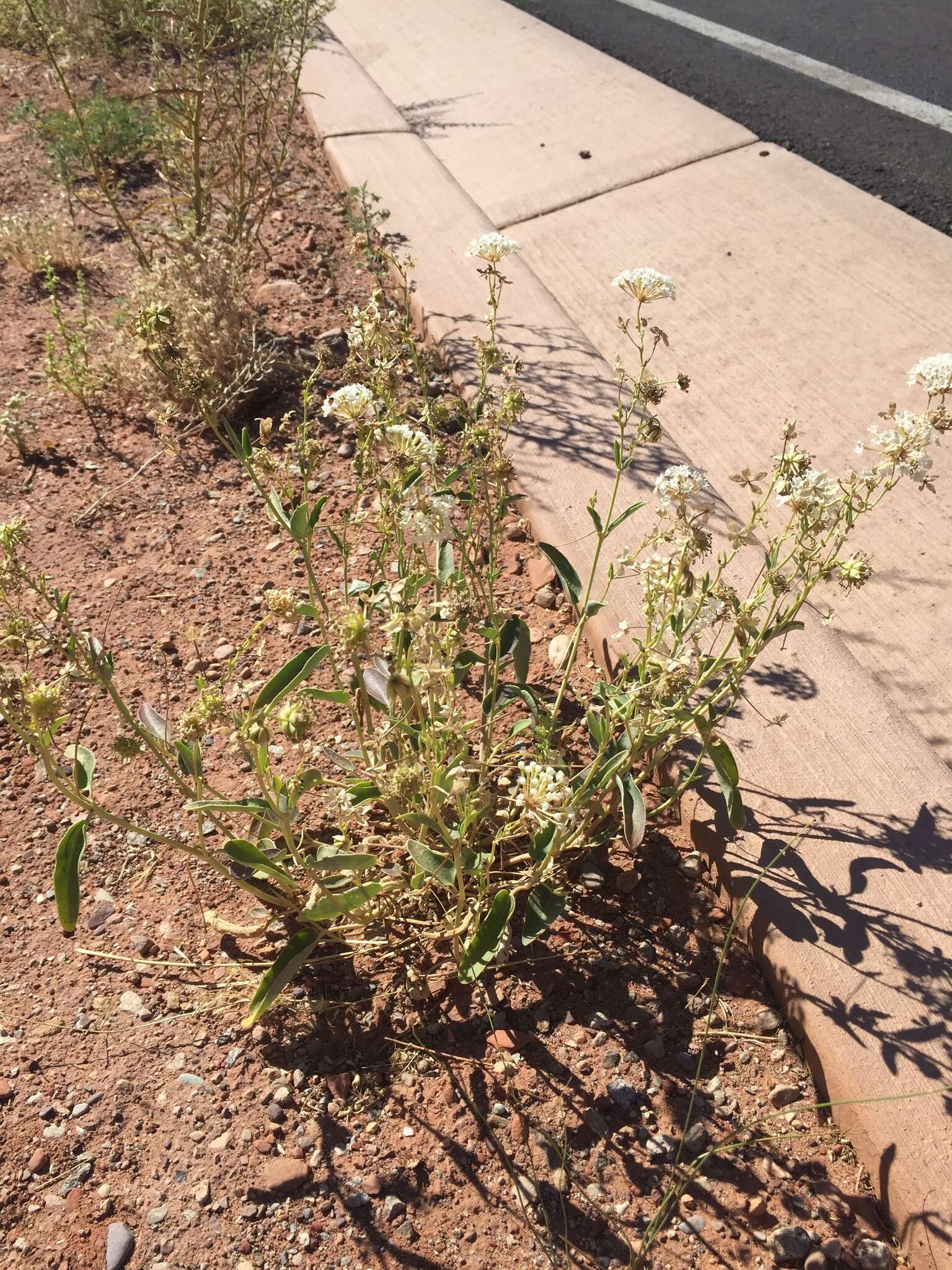 Image of fragrant white sand verbena