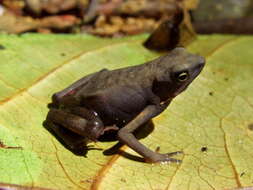 Image of Cayenne Stubfoot Toad