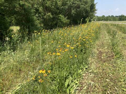 Image of rough coneflower