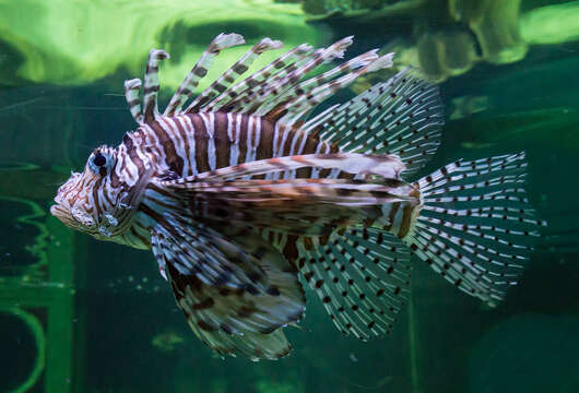 Image of Common lionfish