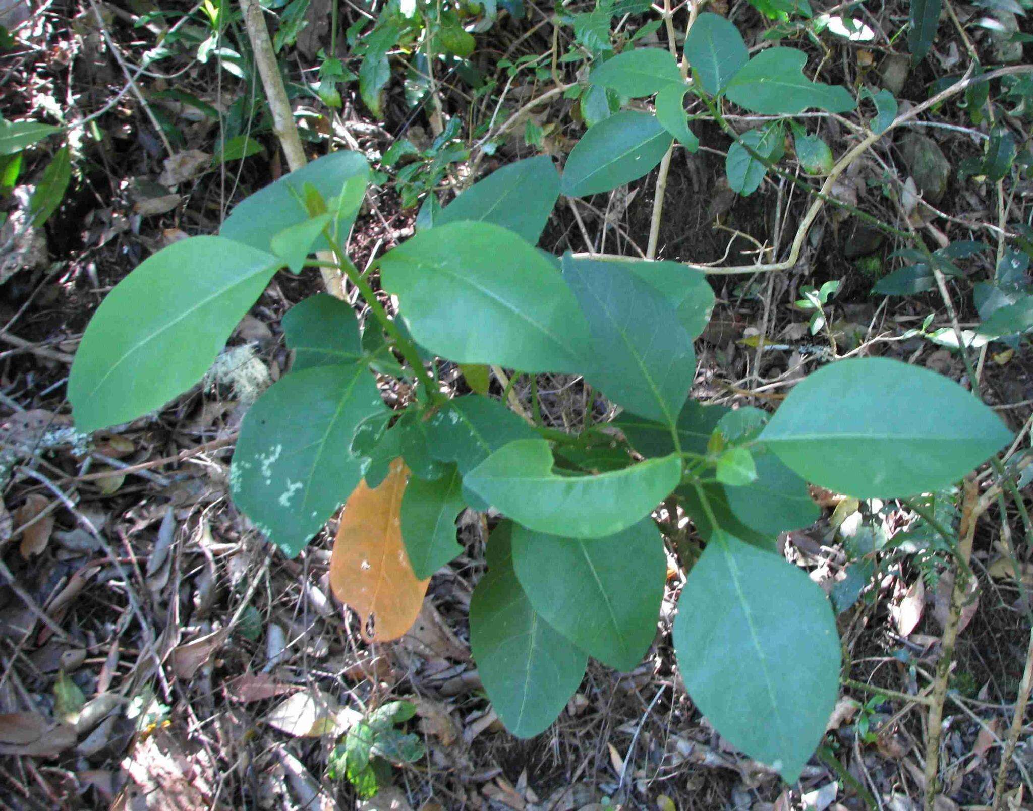 Image of Clutia pulchella var. pulchella