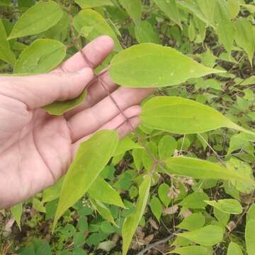 Image of Ageratina areolaris (DC.) D. Gage ex B. L. Turner