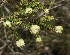 Image of bottlebrush teatree