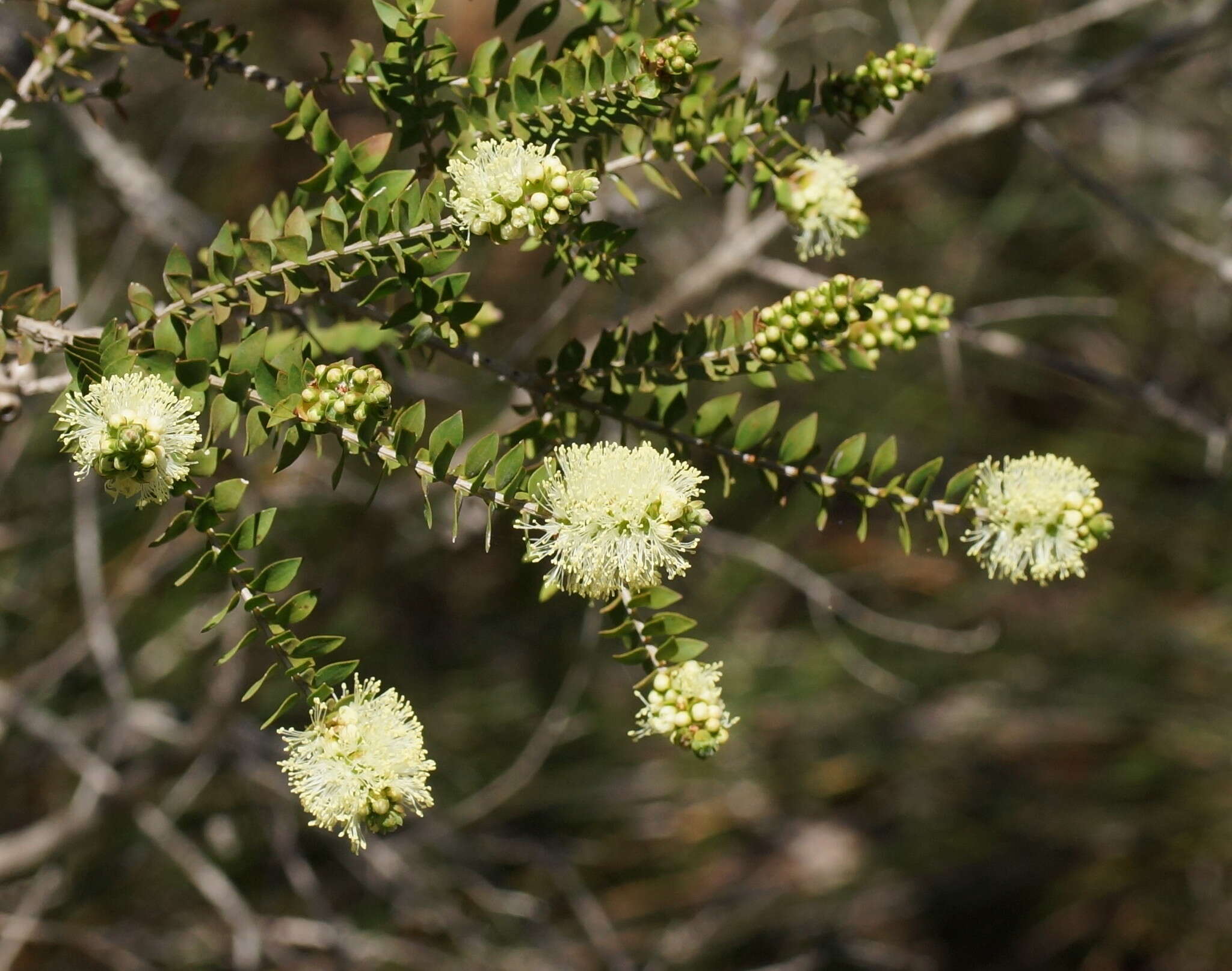 Image de Melaleuca squarrosa Donn