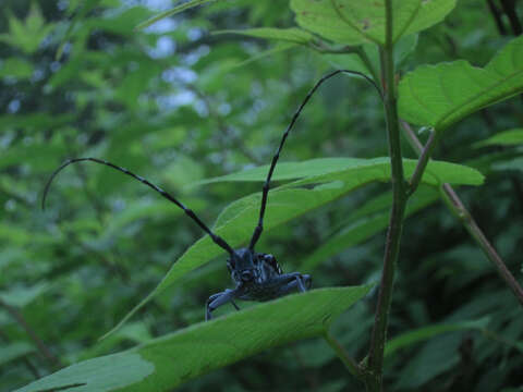 Anoplophora glabripennis (Motschulsky 1854) resmi