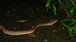 صورة Protobothrops flavoviridis (Hallowell 1861)