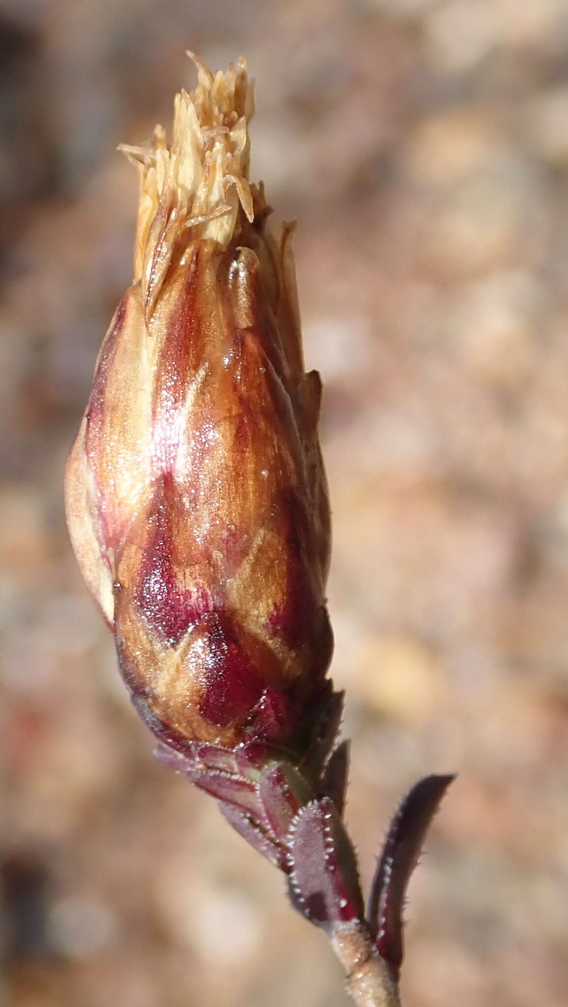 Image of Pteronia staehelinoides DC.