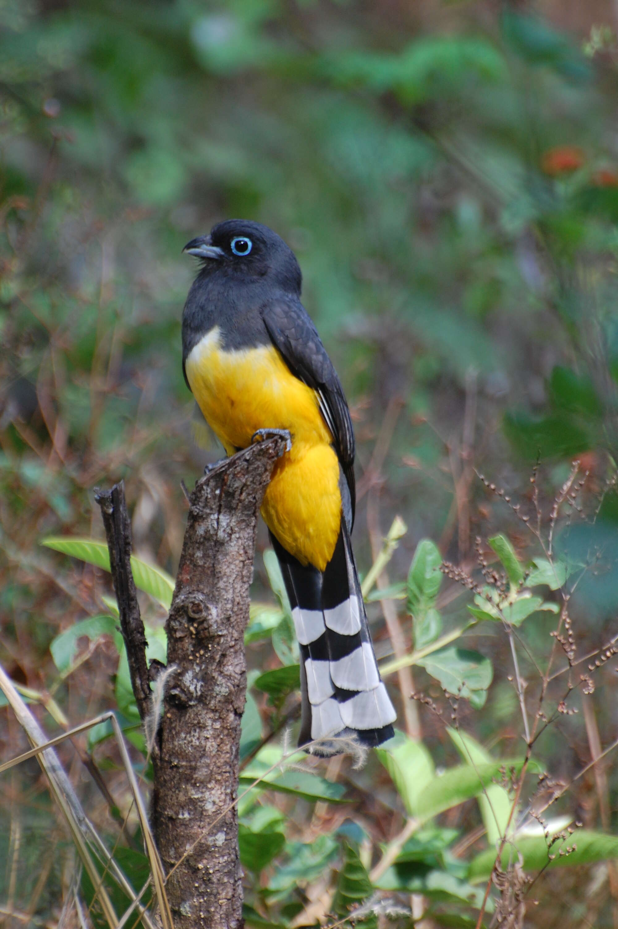 صورة Trogon melanocephalus Gould 1836