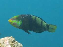 Imagem de Hemigymnus fasciatus (Bloch 1792)