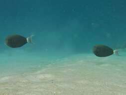 Image of Black-barred Surgeonfish