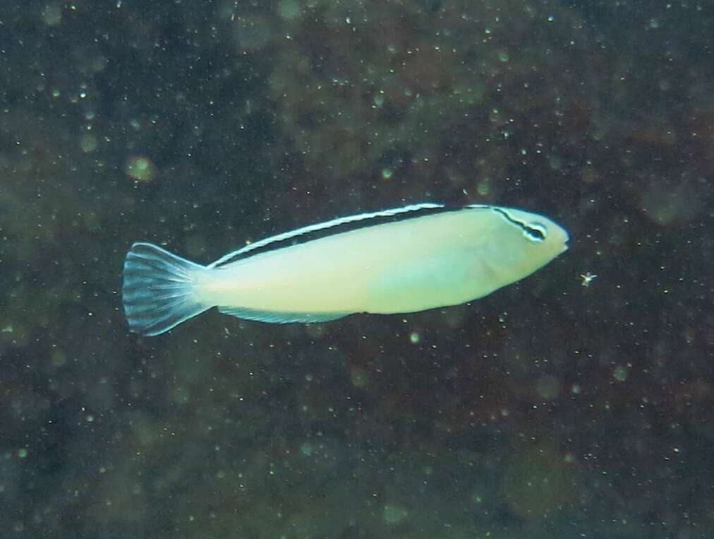 Image of Disco Blenny