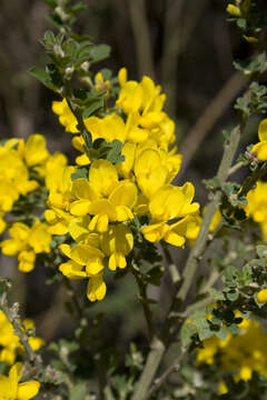 Image of French broom