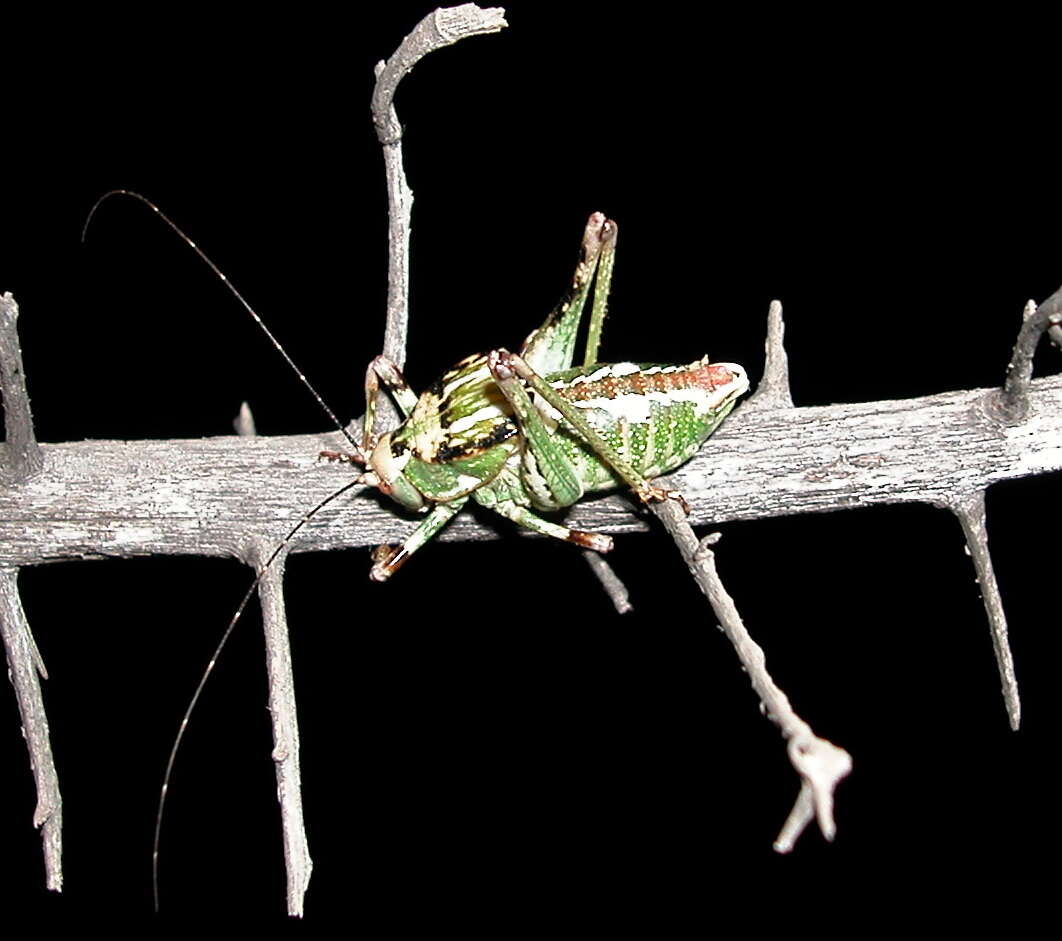 Image of Aglaothorax ovata ovata (Scudder & S. H. 1899)