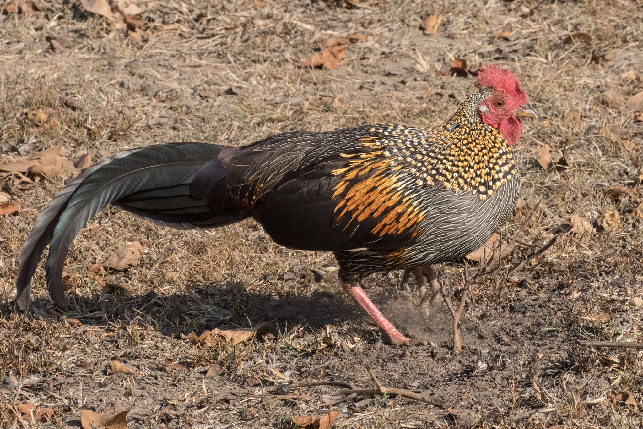 Image of Grey Junglefowl