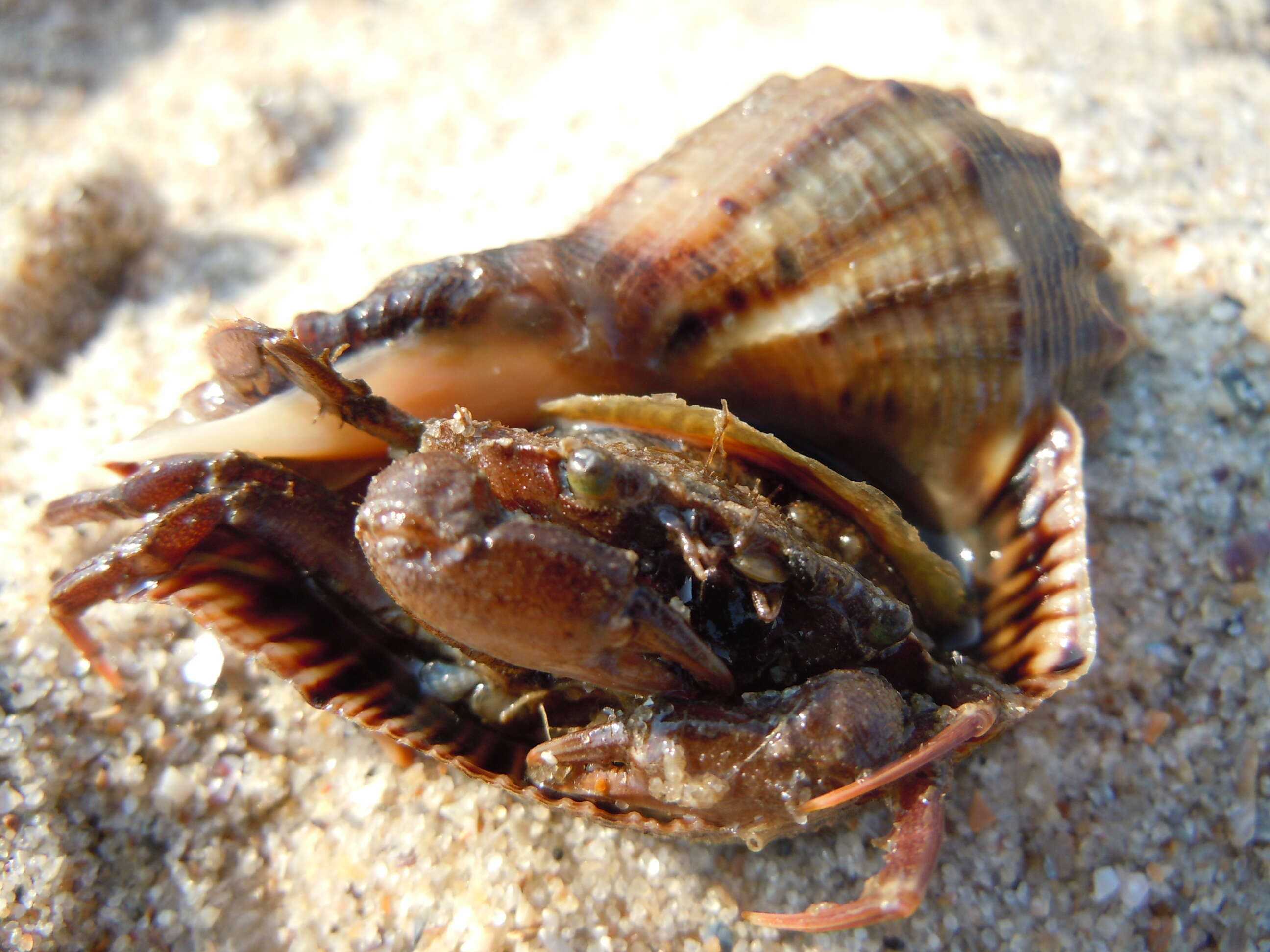 Image of Mediterranean green crab