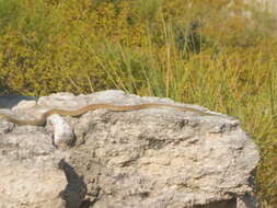 Image of Dahl's Whip Snake