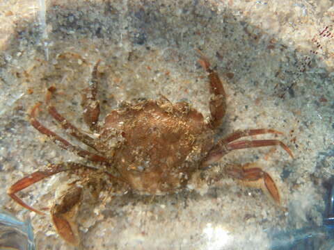 Image of Mediterranean green crab