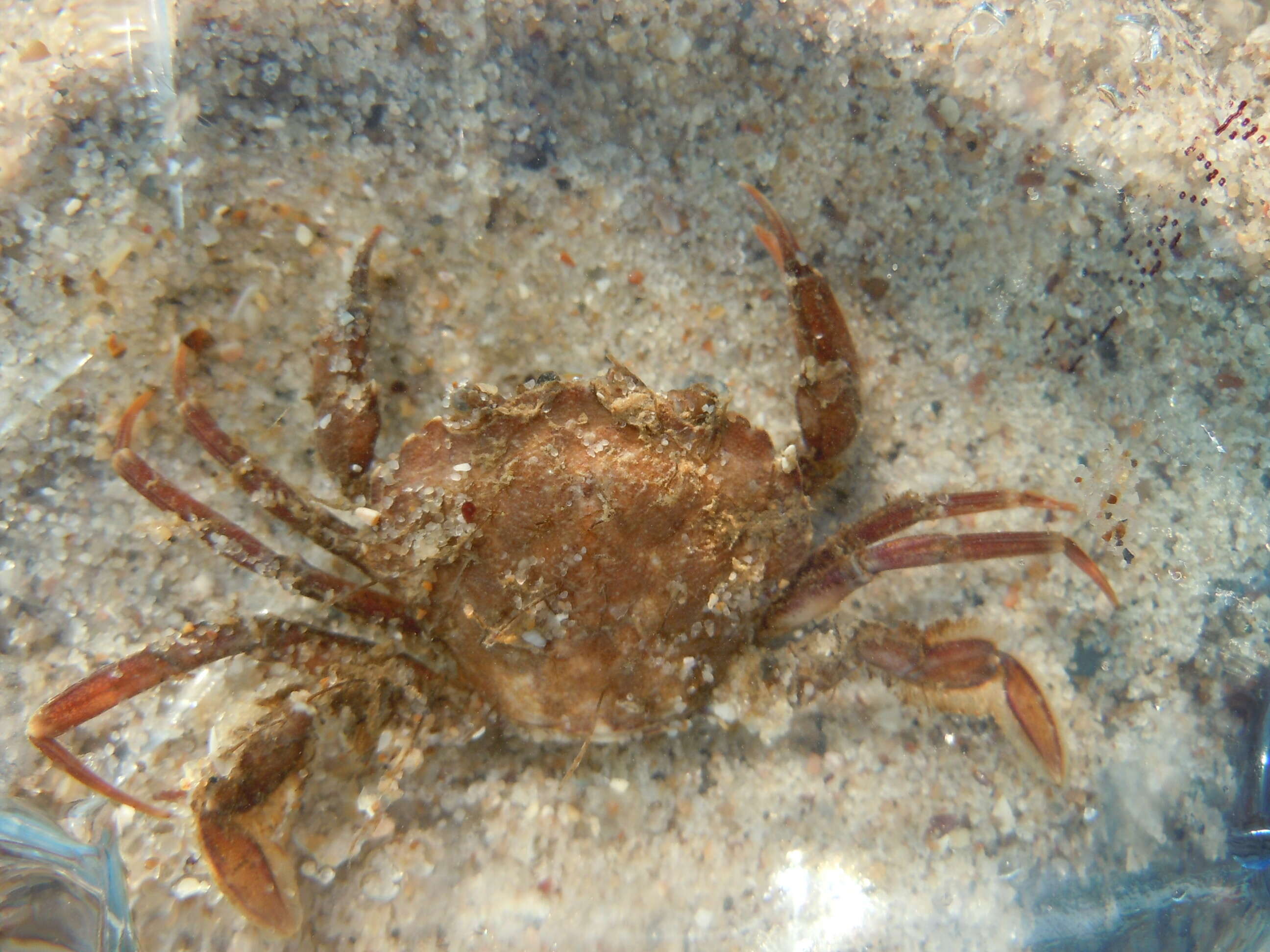 Imagem de Carcinus aestuarii Nardo 1847