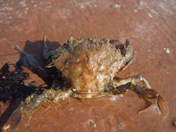 Image of Mediterranean green crab