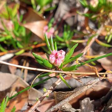 Image of Darwinia grandiflora (Benth.) R. Baker & H. G. Smith