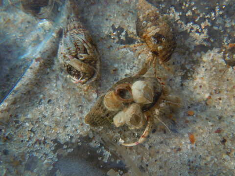 Image of bay barnacle