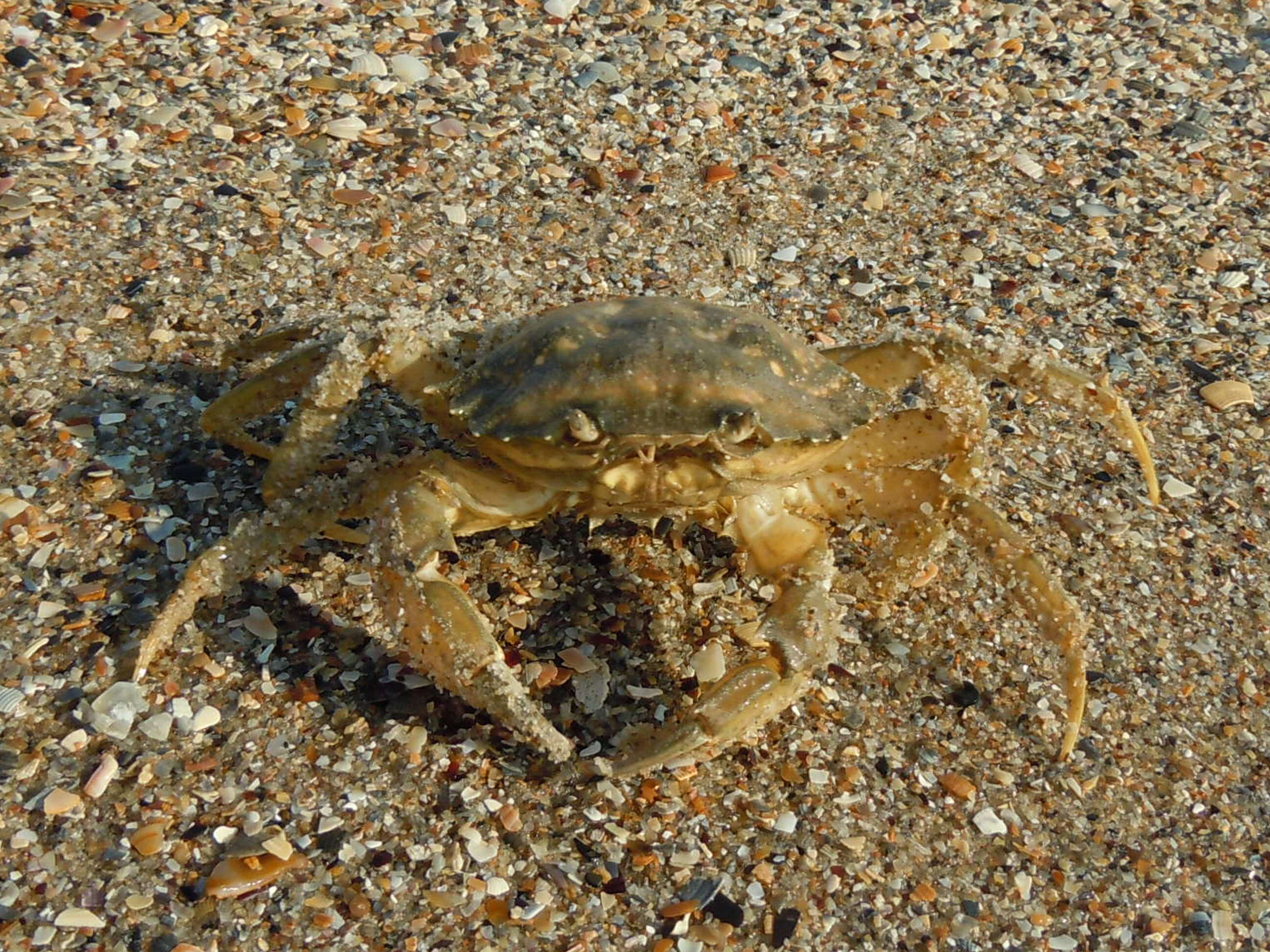 Image of Mediterranean green crab