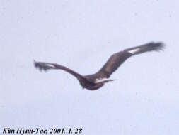 Image of Aquila chrysaetos japonica Severtsov 1888