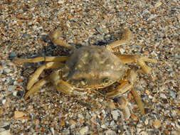 Image of Mediterranean green crab