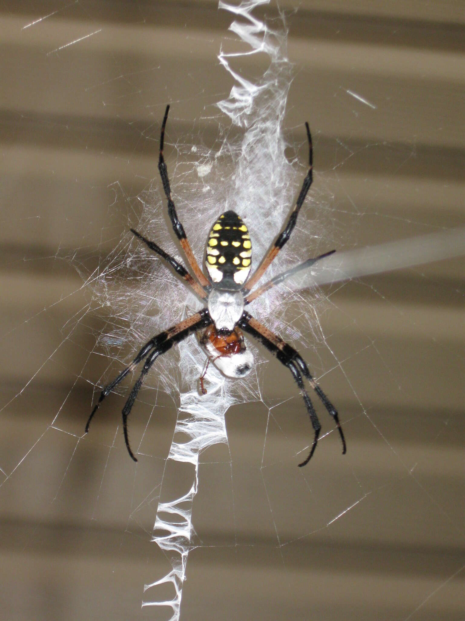 Image of Black-and-Yellow Argiope