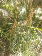 Carex hispida Willd. ex Schkuhr resmi