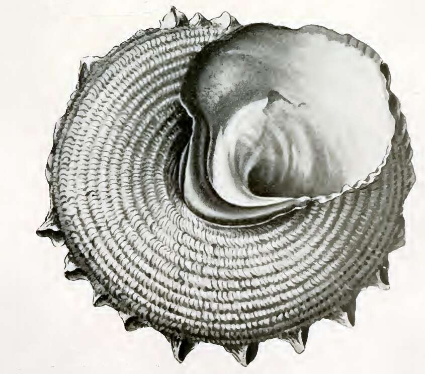 Image of Bolma aureola (Hedley 1907)