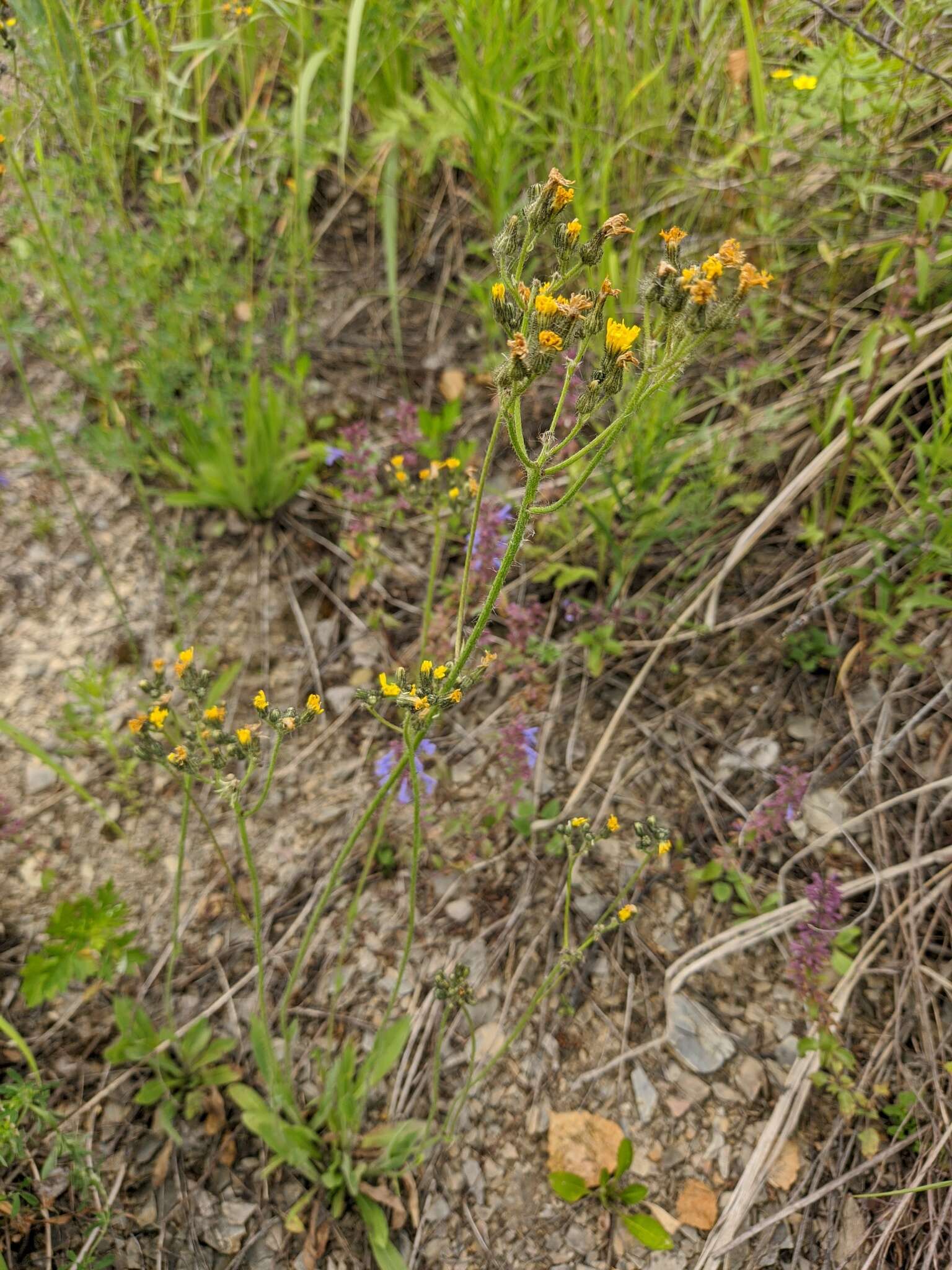 صورة Pilosella novosibirskensis N. N. Tupitsyna