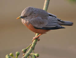 Image of Chestnut-tailed Starling