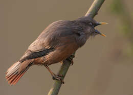 Image of Chestnut-tailed Starling