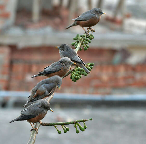 Image of Chestnut-tailed Starling