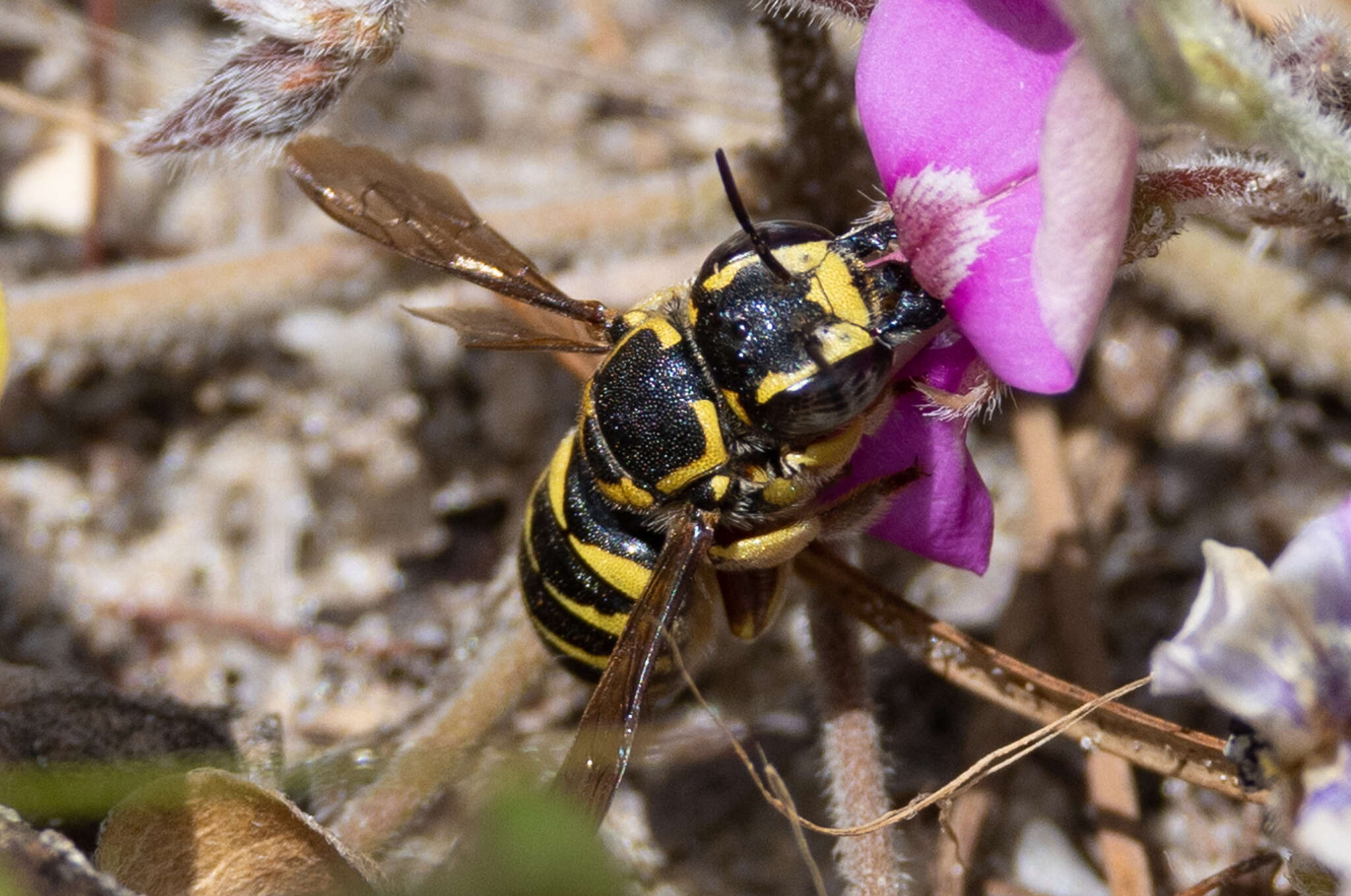 Trachusa crassipes (Cresson 1878)的圖片