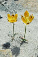 Image de Ornithogalum maculatum Jacq.