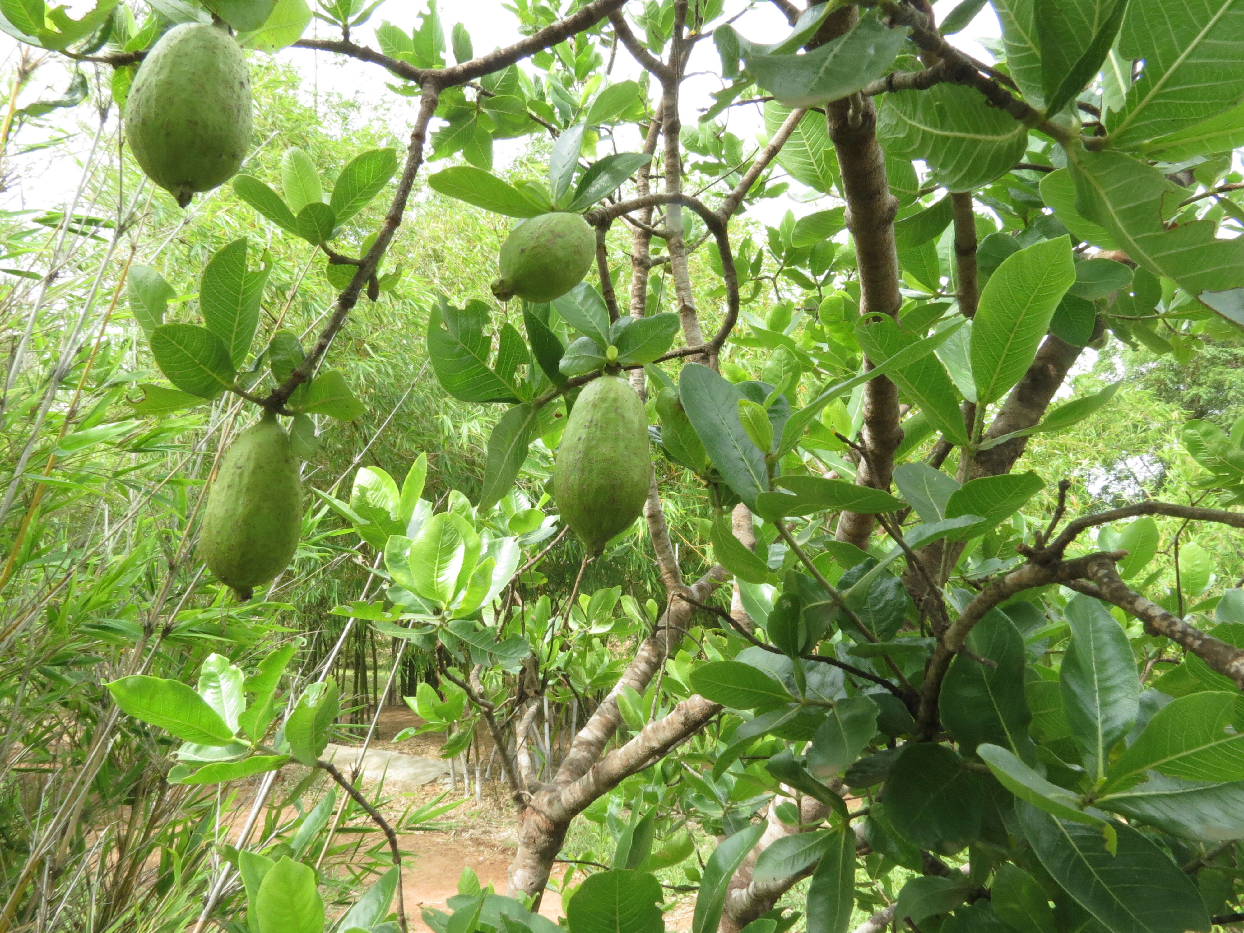 Image de Gardenia gummifera L. fil.