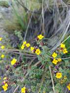 Image of Chaetolepis microphylla (Bonpl.) Miq.