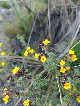 Imagem de Chaetolepis microphylla (Bonpl.) Miq.