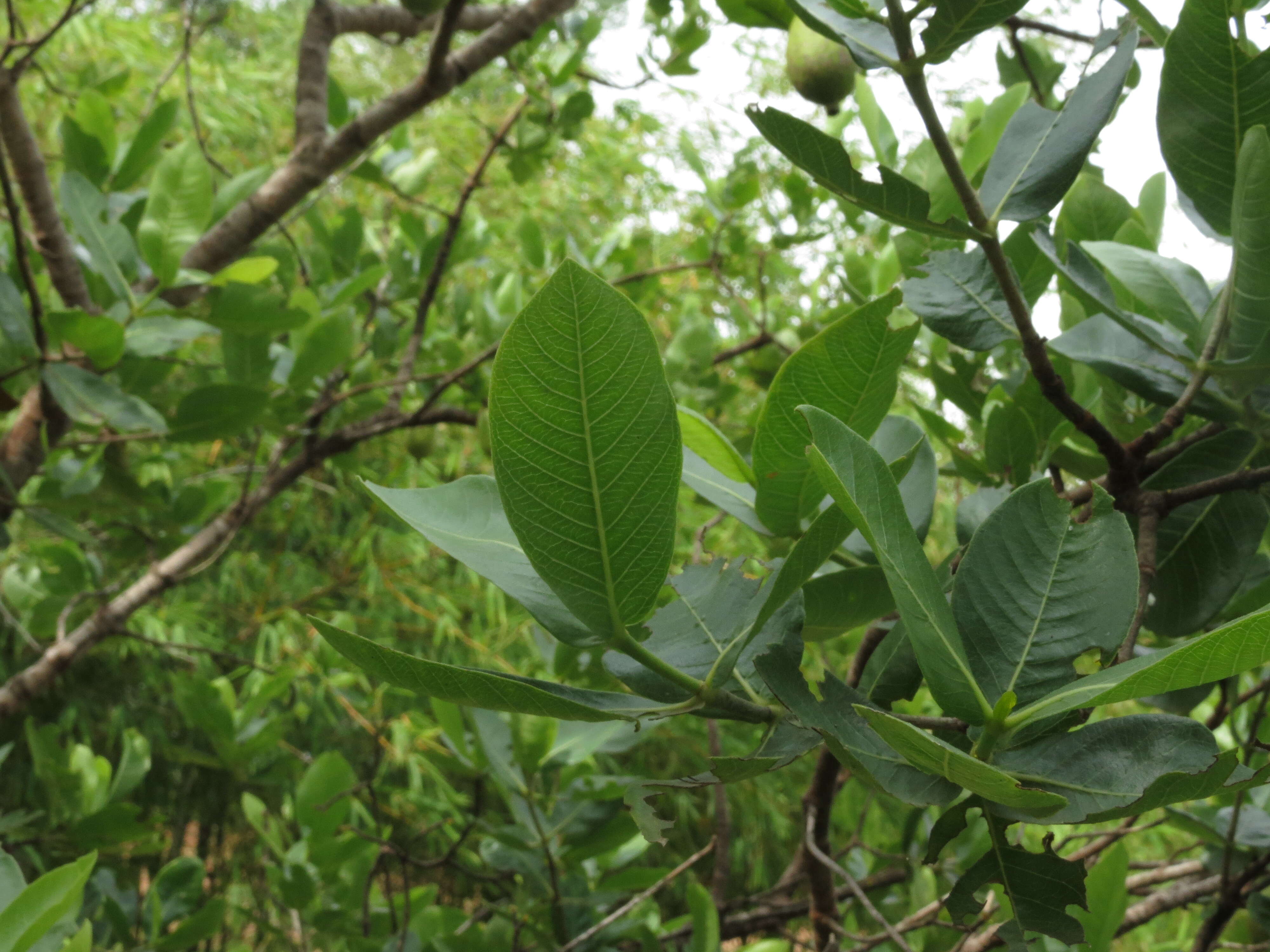 Image de Gardenia gummifera L. fil.