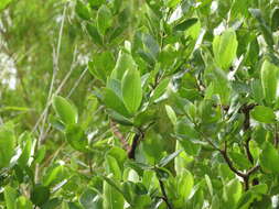 Image de Gardenia gummifera L. fil.